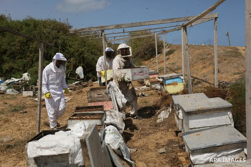 Palestinian beekeepers collect honey from a beehive at a honeybee farm in the Nuseirat refugee camp in the central Gaza Strip, on May 11, 2017. Beekeepers collect honey and wax from the beehives at this time of year. Pho...
