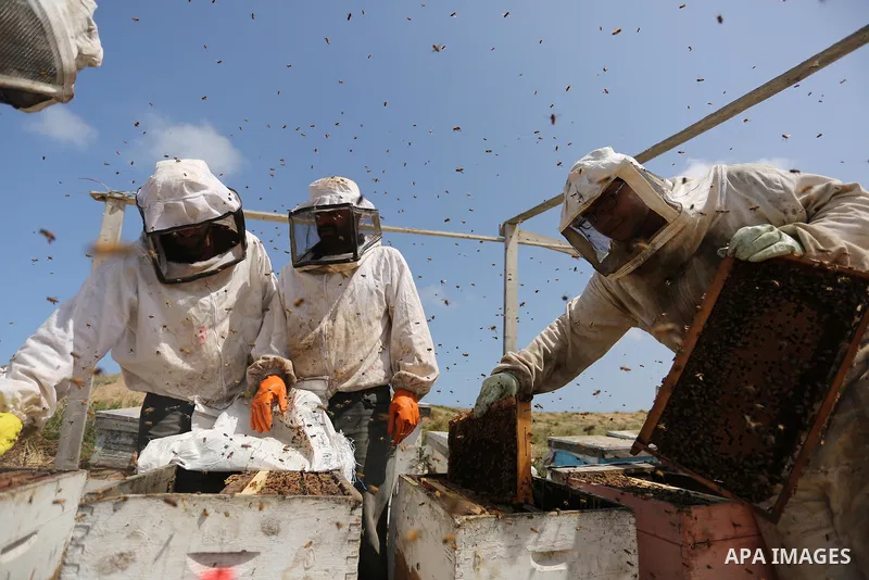 Palestinian beekeepers collect honey from a beehive at a honeybee farm in the Nuseirat refugee camp in the central Gaza Strip, on May 11, 2017. Beekeepers collect honey and wax from the beehives at this time of year. Pho...