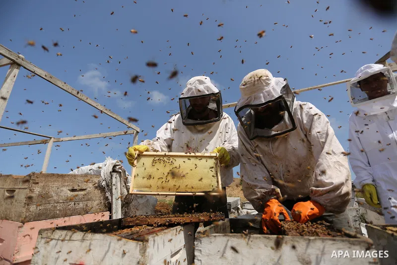 Palestinian beekeepers collect honey from a beehive at a honeybee farm in the Nuseirat refugee camp in the central Gaza Strip, on May 11, 2017. Beekeepers collect honey and wax from the beehives at this time of year. Pho...