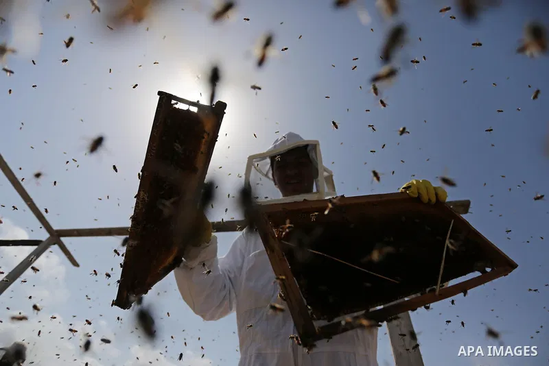 Palestinian beekeepers collect honey from a beehive at a honeybee farm in the Nuseirat refugee camp in the central Gaza Strip, on May 11, 2017. Beekeepers collect honey and wax from the beehives at this time of year. Pho...