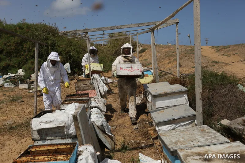Palestinian beekeepers collect honey from a beehive at a honeybee farm in the Nuseirat refugee camp in the central Gaza Strip, on May 11, 2017. Beekeepers collect honey and wax from the beehives at this time of year. Pho...