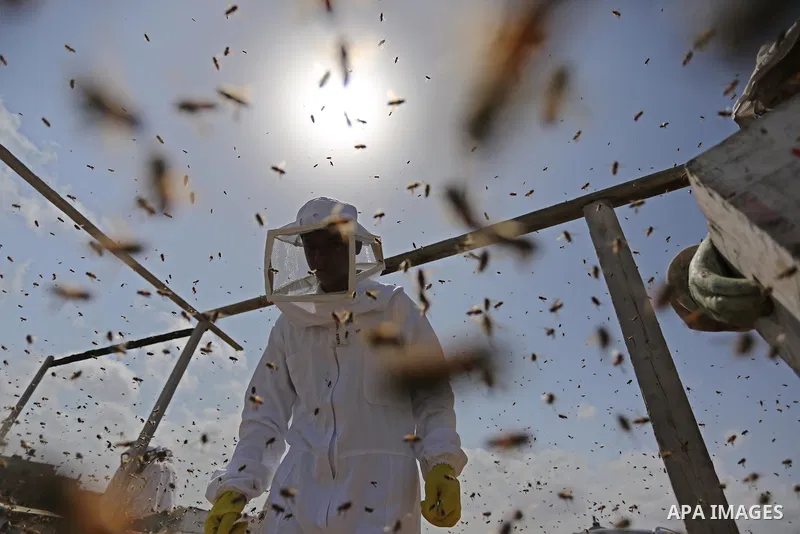Palestinian beekeepers collect honey from a beehive at a honeybee farm in the Nuseirat refugee camp in the central Gaza Strip, on May 11, 2017. Beekeepers collect honey and wax from the beehives at this time of year. Pho...