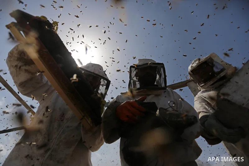 Palestinian beekeepers collect honey from a beehive at a honeybee farm in the Nuseirat refugee camp in the central Gaza Strip, on May 11, 2017. Beekeepers collect honey and wax from the beehives at this time of year. Pho...