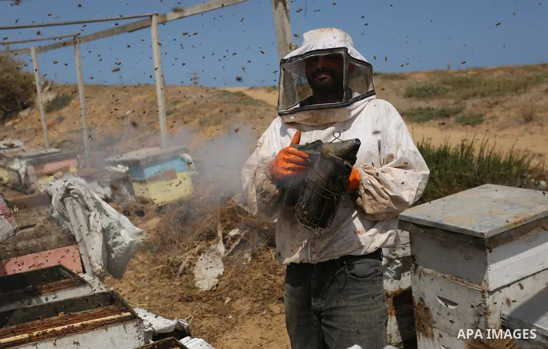 Palestinian beekeepers collect honey from a beehive at a honeybee farm in the Nuseirat refugee camp in the central Gaza Strip, on May 11, 2017. Beekeepers collect honey and wax from the beehives at this time of year. Pho...
