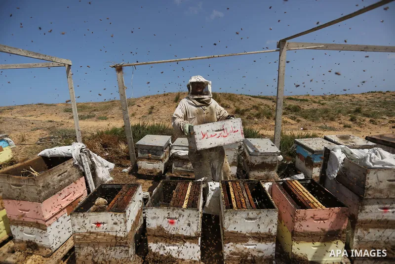 Palestinian beekeepers collect honey from a beehive at a honeybee farm in the Nuseirat refugee camp in the central Gaza Strip, on May 11, 2017. Beekeepers collect honey and wax from the beehives at this time of year. Pho...
