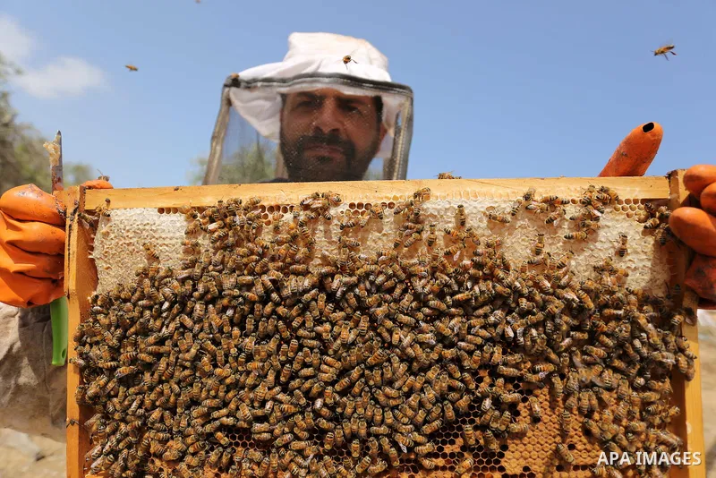 Palestinian beekeepers collect honey from a beehive at a honeybee farm in the Nuseirat refugee camp in the central Gaza Strip, on May 11, 2017. Beekeepers collect honey and wax from the beehives at this time of year. Pho...