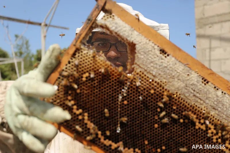 Palestinian beekeepers collect honey from a beehive at a honeybee farm in the Nuseirat refugee camp in the central Gaza Strip, on May 11, 2017. Beekeepers collect honey and wax from the beehives at this time of year. Pho...