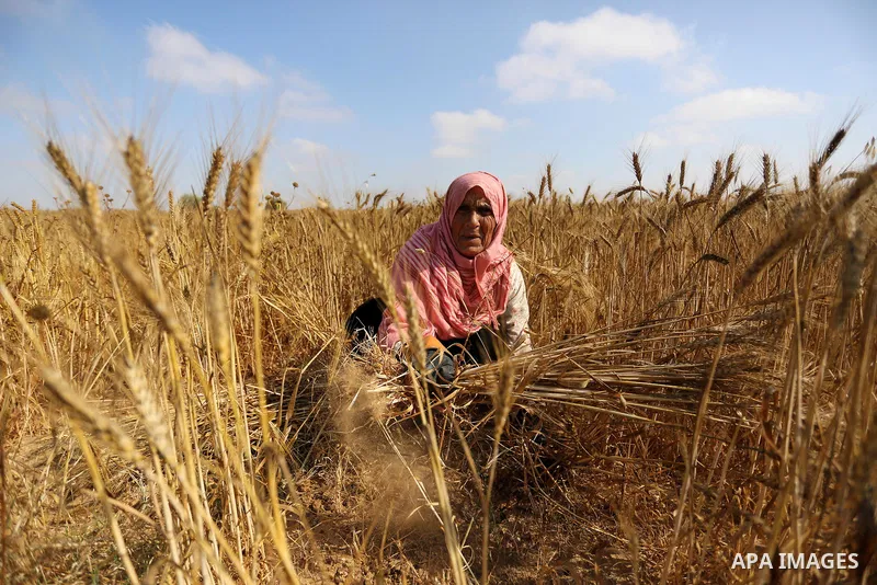 A Palestinian wpman harvests wheat at a field in an area adjacent to the border with Israel, in Khan Younis in the southern Gaza Strip May 17, 2017. Photo by Ashraf Amra