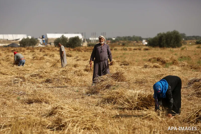 Palestinians harvest wheat at a field in an area adjacent to the border with Israel, in Khan Younis in the southern Gaza Strip May 17, 2017. Photo by Ashraf Amra