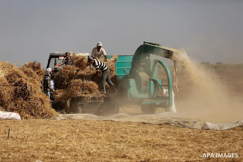 Palestinians harvest wheat at a field in an area adjacent to the border with Israel, in Khan Younis in the southern Gaza Strip May 17, 2017. Photo by Ashraf Amra
