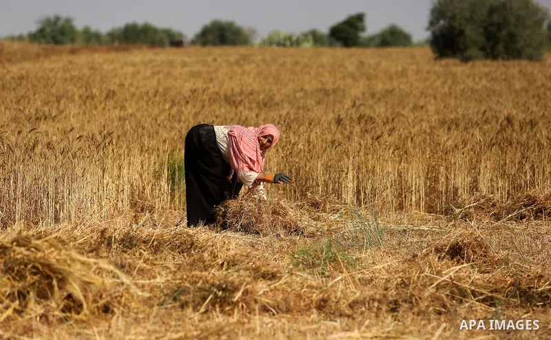A Palestinian wpman harvests wheat at a field in an area adjacent to the border with Israel, in Khan Younis in the southern Gaza Strip May 17, 2017. Photo by Ashraf Amra