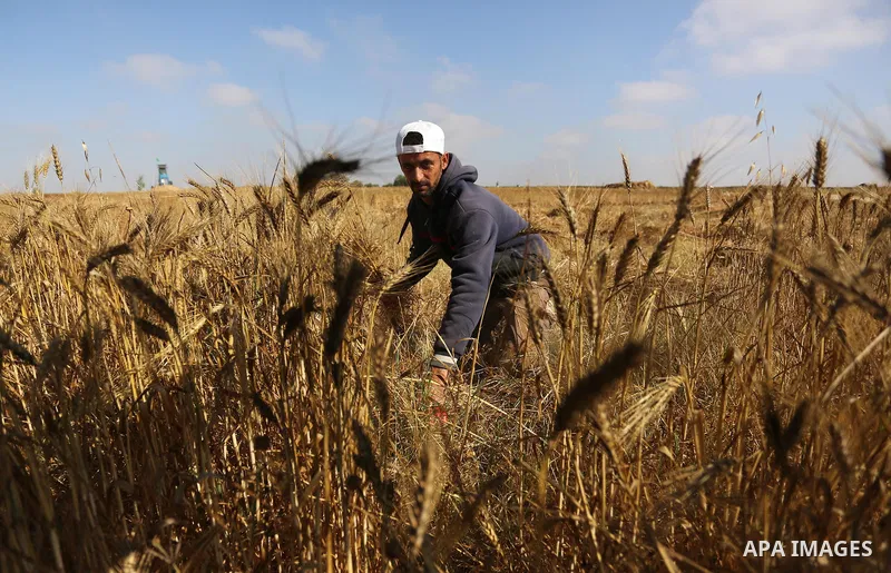 A Palestinian man harvests wheat at a field in an area adjacent to the border with Israel, in Khan Younis in the southern Gaza Strip May 17, 2017. Photo by Ashraf Amra
