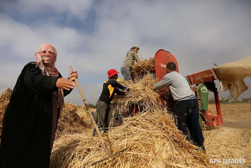 Palestinians harvest wheat at a field in an area adjacent to the border with Israel, in Khan Younis in the southern Gaza Strip May 17, 2017. Photo by Ashraf Amra