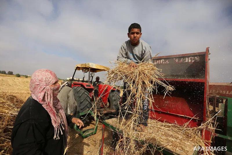 Palestinians harvest wheat at a field in an area adjacent to the border with Israel, in Khan Younis in the southern Gaza Strip May 17, 2017. Photo by Ashraf Amra