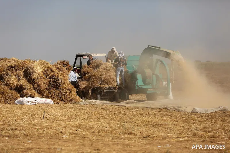 Palestinians harvest wheat at a field in an area adjacent to the border with Israel, in Khan Younis in the southern Gaza Strip May 17, 2017. Photo by Ashraf Amra