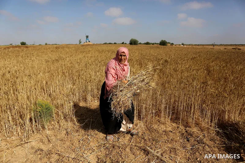 A Palestinian wpman harvests wheat at a field in an area adjacent to the border with Israel, in Khan Younis in the southern Gaza Strip May 17, 2017. Photo by Ashraf Amra