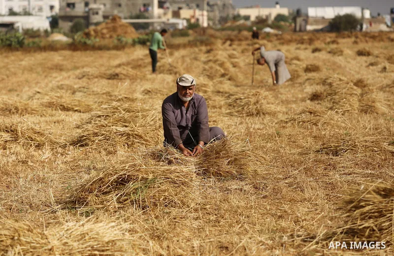 Palestinians harvest wheat at a field in an area adjacent to the border with Israel, in Khan Younis in the southern Gaza Strip May 17, 2017. Photo by Ashraf Amra