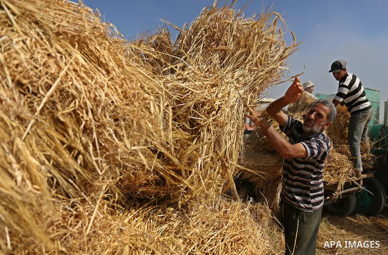 Palestinians harvest wheat at a field in an area adjacent to the border with Israel, in Khan Younis in the southern Gaza Strip May 17, 2017. Photo by Ashraf Amra
