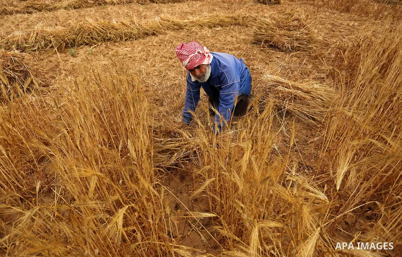 A Palestinian man harvests wheat at a field in an area adjacent to the border with Israel, in Khan Younis in the southern Gaza Strip May 17, 2017. Photo by Ashraf Amra