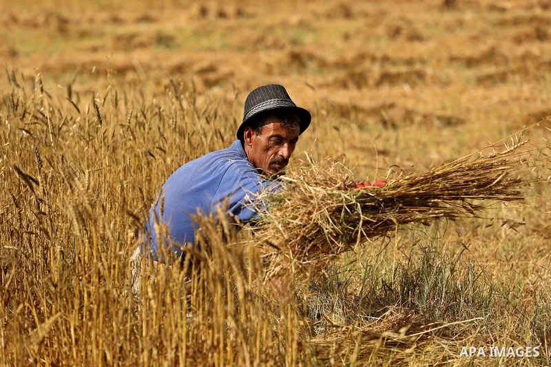 A Palestinian man harvests wheat at a field in an area adjacent to the border with Israel, in Khan Younis in the southern Gaza Strip May 17, 2017. Photo by Ashraf Amra