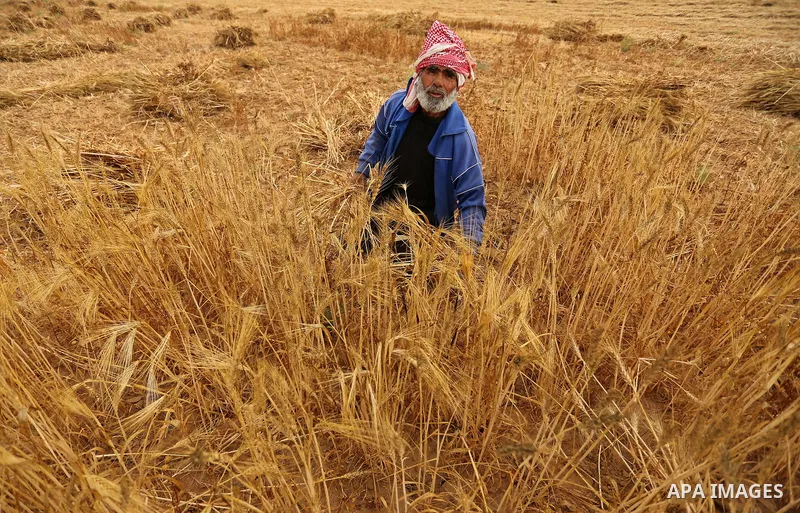 A Palestinian man harvests wheat at a field in an area adjacent to the border with Israel, in Khan Younis in the southern Gaza Strip May 17, 2017. Photo by Ashraf Amra