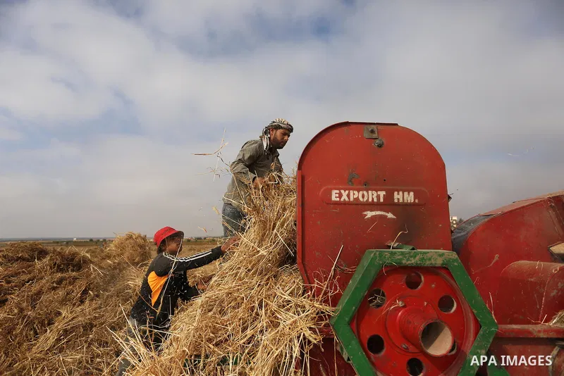 Palestinians harvest wheat at a field in an area adjacent to the border with Israel, in Khan Younis in the southern Gaza Strip May 17, 2017. Photo by Ashraf Amra