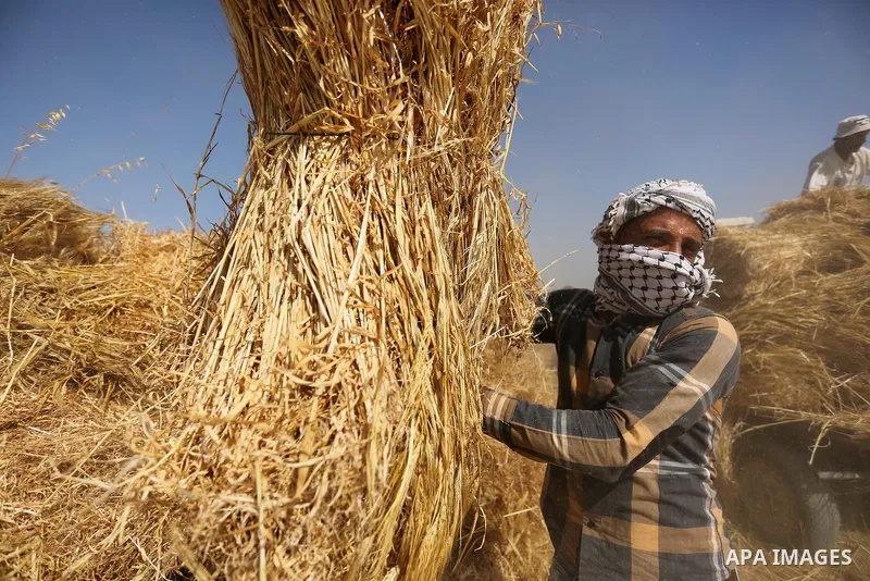 A Palestinian man harvests wheat at a field in an area adjacent to the border with Israel, in Khan Younis in the southern Gaza Strip May 17, 2017. Photo by Ashraf Amra