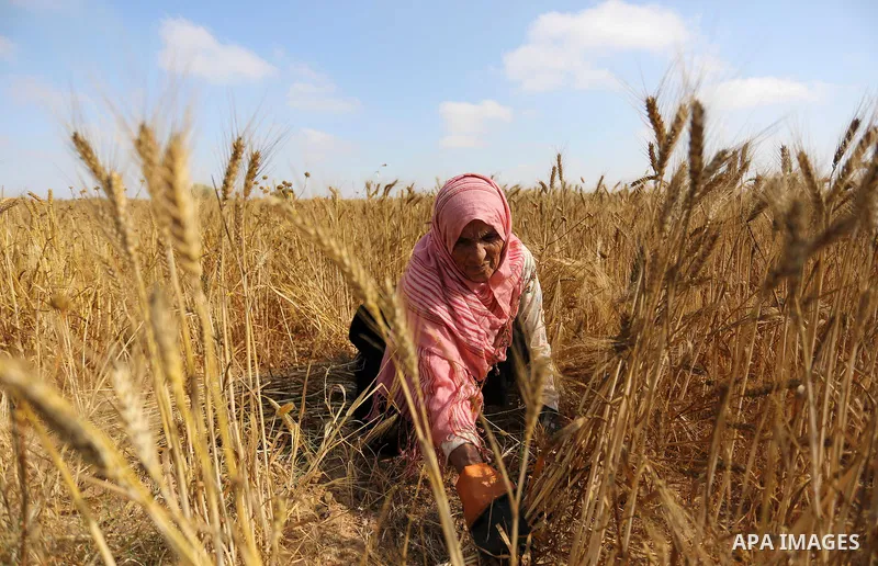 A Palestinian wpman harvests wheat at a field in an area adjacent to the border with Israel, in Khan Younis in the southern Gaza Strip May 17, 2017. Photo by Ashraf Amra