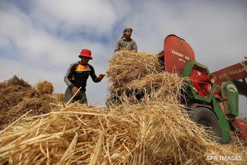 Palestinians harvest wheat at a field in an area adjacent to the border with Israel, in Khan Younis in the southern Gaza Strip May 17, 2017. Photo by Ashraf Amra