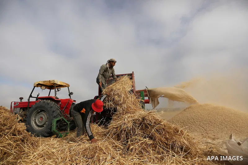 Palestinians harvest wheat at a field in an area adjacent to the border with Israel, in Khan Younis in the southern Gaza Strip May 17, 2017. Photo by Ashraf Amra