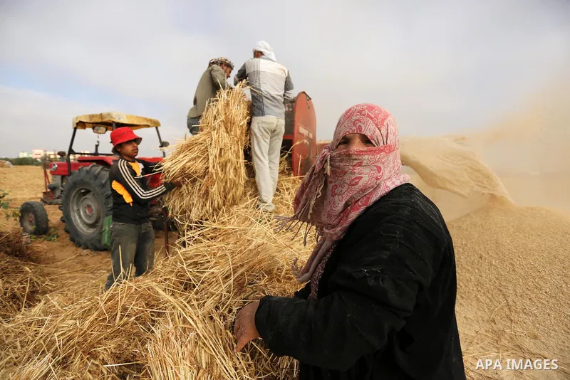 Palestinians harvest wheat at a field in an area adjacent to the border with Israel, in Khan Younis in the southern Gaza Strip May 17, 2017. Photo by Ashraf Amra