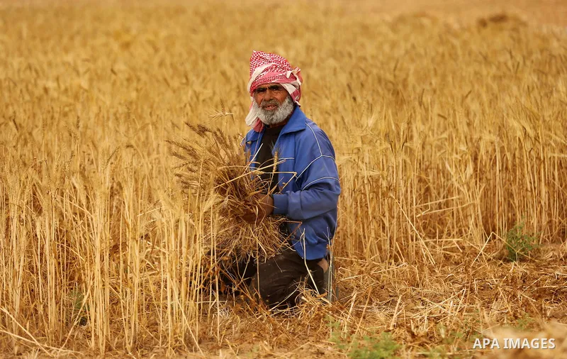 A Palestinian man harvests wheat at a field in an area adjacent to the border with Israel, in Khan Younis in the southern Gaza Strip May 17, 2017. Photo by Ashraf Amra