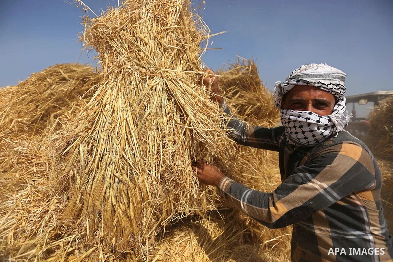 A Palestinian man harvests wheat at a field in an area adjacent to the border with Israel, in Khan Younis in the southern Gaza Strip May 17, 2017. Photo by Ashraf Amra
