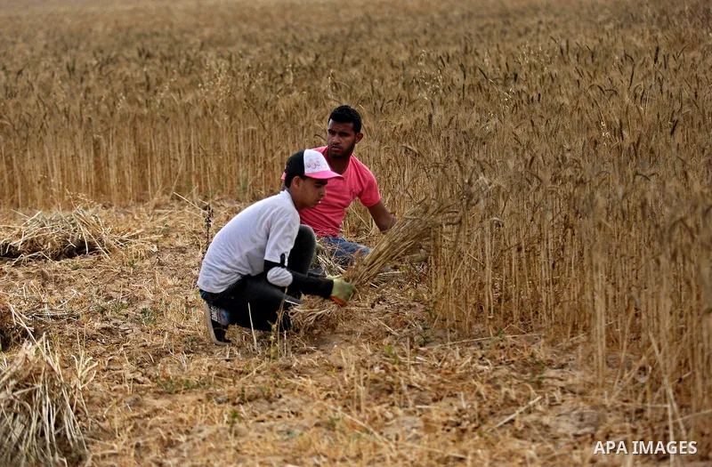 Palestinians harvest wheat at a field in an area adjacent to the border with Israel, in Khan Younis in the southern Gaza Strip May 17, 2017. Photo by Ashraf Amra