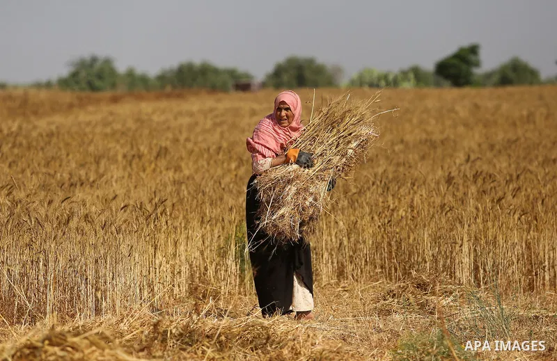 A Palestinian wpman harvests wheat at a field in an area adjacent to the border with Israel, in Khan Younis in the southern Gaza Strip May 17, 2017. Photo by Ashraf Amra