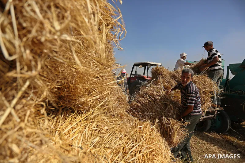 Palestinians harvest wheat at a field in an area adjacent to the border with Israel, in Khan Younis in the southern Gaza Strip May 17, 2017. Photo by Ashraf Amra