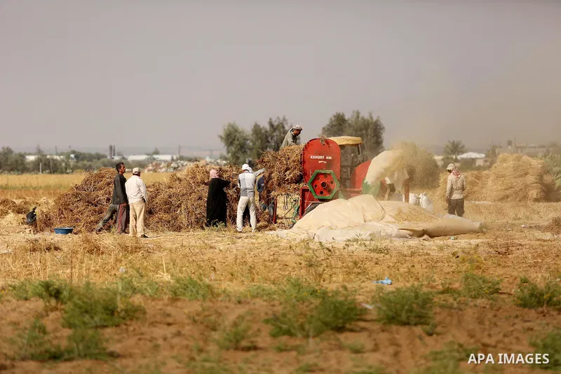 Palestinians harvest wheat at a field in an area adjacent to the border with Israel, in Khan Younis in the southern Gaza Strip May 17, 2017. Photo by Ashraf Amra