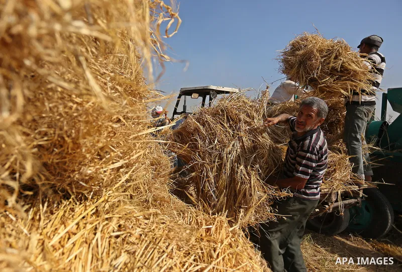 Palestinians harvest wheat at a field in an area adjacent to the border with Israel, in Khan Younis in the southern Gaza Strip May 17, 2017. Photo by Ashraf Amra