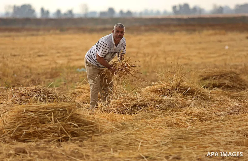 A Palestinian man harvests wheat at a field in an area adjacent to the border with Israel, in Khan Younis in the southern Gaza Strip May 17, 2017. Photo by Ashraf Amra