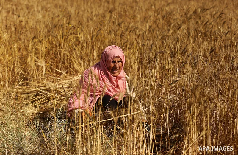 A Palestinian wpman harvests wheat at a field in an area adjacent to the border with Israel, in Khan Younis in the southern Gaza Strip May 17, 2017. Photo by Ashraf Amra