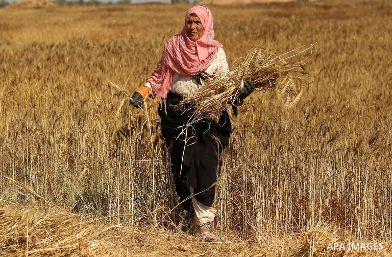 A Palestinian wpman harvests wheat at a field in an area adjacent to the border with Israel, in Khan Younis in the southern Gaza Strip May 17, 2017. Photo by Ashraf Amra