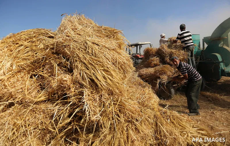 Palestinians harvest wheat at a field in an area adjacent to the border with Israel, in Khan Younis in the southern Gaza Strip May 17, 2017. Photo by Ashraf Amra