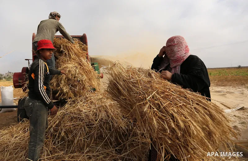 Palestinians harvest wheat at a field in an area adjacent to the border with Israel, in Khan Younis in the southern Gaza Strip May 17, 2017. Photo by Ashraf Amra