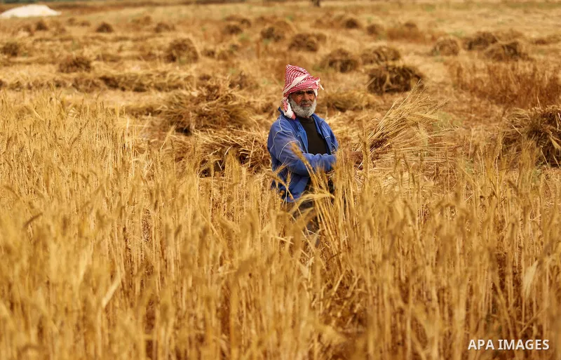 A Palestinian man harvests wheat at a field in an area adjacent to the border with Israel, in Khan Younis in the southern Gaza Strip May 17, 2017. Photo by Ashraf Amra