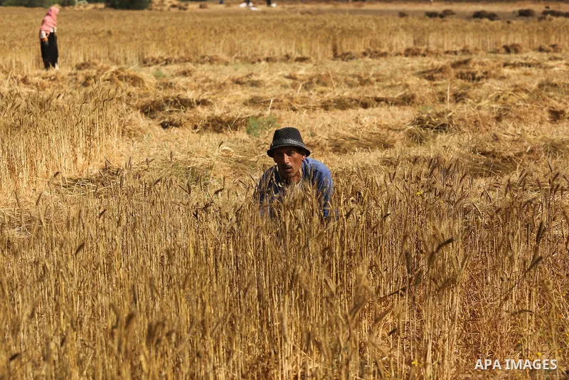A Palestinian man harvests wheat at a field in an area adjacent to the border with Israel, in Khan Younis in the southern Gaza Strip May 17, 2017. Photo by Ashraf Amra