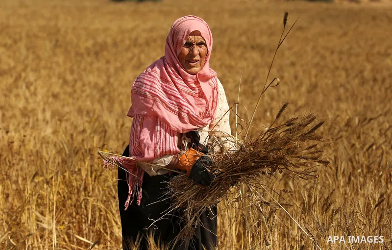 A Palestinian wpman harvests wheat at a field in an area adjacent to the border with Israel, in Khan Younis in the southern Gaza Strip May 17, 2017. Photo by Ashraf Amra