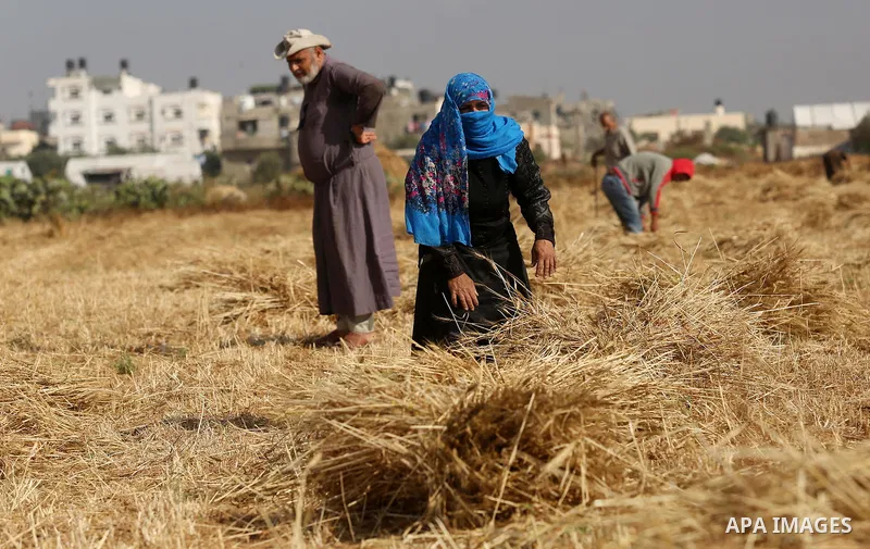 Palestinians harvest wheat at a field in an area adjacent to the border with Israel, in Khan Younis in the southern Gaza Strip May 17, 2017. Photo by Ashraf Amra