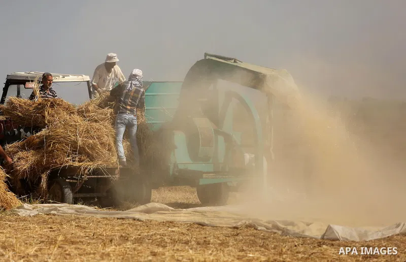 Palestinians harvest wheat at a field in an area adjacent to the border with Israel, in Khan Younis in the southern Gaza Strip May 17, 2017. Photo by Ashraf Amra