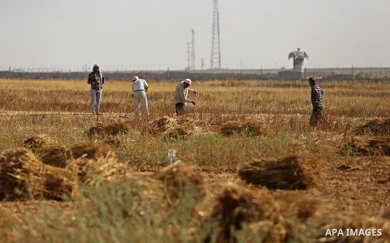Palestinians harvest wheat at a field in an area adjacent to the border with Israel, in Khan Younis in the southern Gaza Strip May 17, 2017. Photo by Ashraf Amra