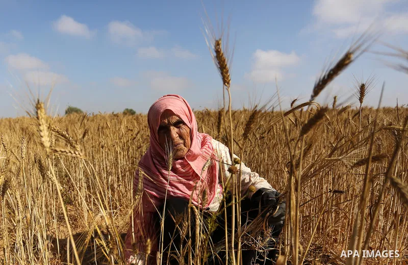 A Palestinian wpman harvests wheat at a field in an area adjacent to the border with Israel, in Khan Younis in the southern Gaza Strip May 17, 2017. Photo by Ashraf Amra
